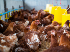 Птичий грипп заразил человека через корову — о чем следует знать новороссийцам