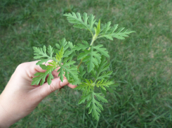 Амброзия в Новороссийске — как продвигается борьба с живучим сорняком