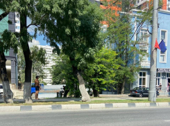 В Новороссийске снова незаконно рубят многолетние деревья