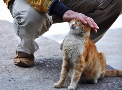 Котята, дети и памятники - «Блокнот» составил ТОП-3 добрых поступков