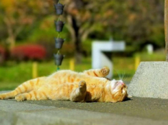 Сегодня новороссийцев ждет еще один жаркий день 