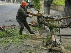 Поваленные деревья и оборванные провода: Новороссийск продолжает находиться во власти сильного ветра