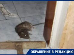Крысы атакуют дома новороссийцев 