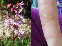 Новороссийцев попросили остерегаться жгучего растения весь май и июнь