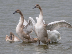 Лебеди на Суджукской косе Новороссийска учатся летать 