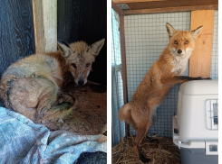 Волонтеры вылечили и выпустили на волю лиса Алекса из Абрау-Дюрсо