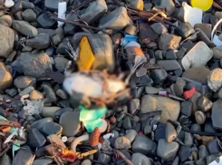 Мазут, мусор и трупы птиц — печальную картину запечатлели на пляже близ Новороссийска