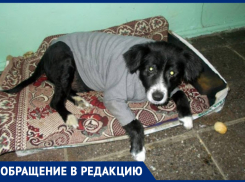  «Не будьте уродами», - новороссийцев призывают спасать бездомных животных