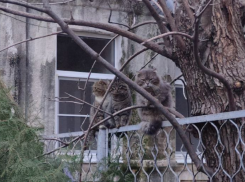 Среда без проблем: Тельцам проявить гибкость а Девам – набраться терпения