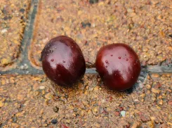 Спутники сегодняшнего дня - зонты: в субботу в Новороссийске весь день будет идти дождь