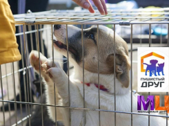 Уже в субботу новороссийцы могут принять в семью пушистых друзей