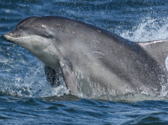 Потеряв 160 собратьев у берегов Сочи, дельфины перебрались к Новороссийску и Геленджику
