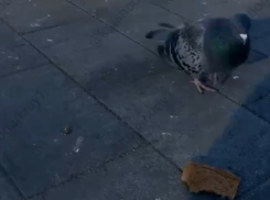 «Блокадный хлеб» валялся на асфальте. В Краснодарском крае им кормили голубей