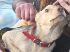 Бездомным животным Новороссийска окажут своевременную помощь