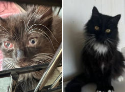 «Он был полумёртвый», - почему у кота из Новороссийска грустный философский взгляд 