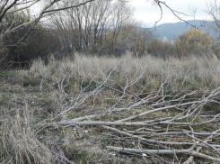 143 дерева вырубят в ООПТ «Прилагунье» Новороссийска 
