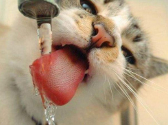 Не надо дорогих экспертиз! Новороссийцы могут проверить качество воды …кошками