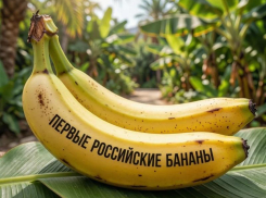 Россия выращивает бананы: первый сочинский урожай отправили в лабораторию Новороссийска