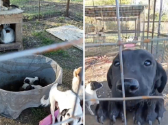 Жительница Новороссийска увезла десятки собак в адские условия: как они живут сейчас