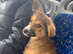 Как новороссийцы относятся к животным в общественном транспорте: мнения пополам