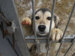 Власти Новороссийска отчитались об отлове бездомных животных