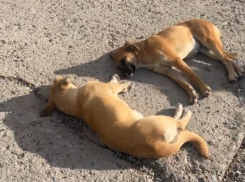 Стая бродячих собак «кошмарит» жителей Новороссийска 