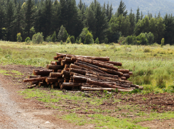 У администрации Новороссийска снова «отобрали» участок лесного фонда, находившийся в аренде