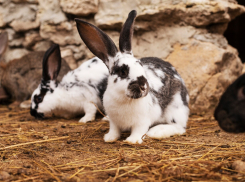 Супруги из Раевской могут лишиться свободы на 6 лет за обман администрации 