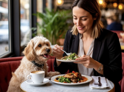 Новороссийцам могут запретить ходить в кафе с животными