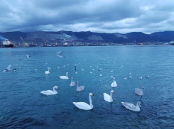 Утром снег, вечером - дождь: коротко о погоде в Новороссийске