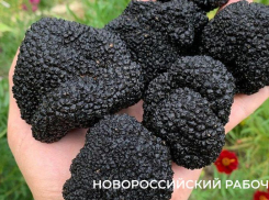 Разрешение на сбор краснокнижных грибов выдадут через Госуслуги с 2027 года  