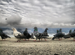 В Новороссийске голуби атаковали прохожих