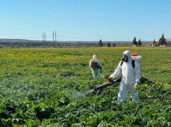 Новороссийцев попросили искоренять борщевик на собственных участках