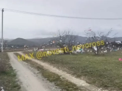 Новая беда на Щелбе: мусор разлетелся с временного полигона в Новороссийске