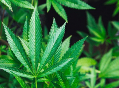 Полиция Новороссийска задержала парня, который вырастил 26 кустов конопли возле своего дома