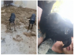 Волонтеры Новороссийска против нового мастера участка на “Полигоне”