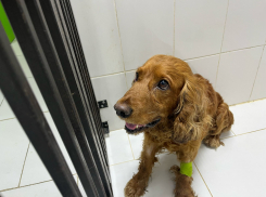 Выбил челюсть и глаз: в Новороссийске мужчина избил свою собаку на глазах у прохожих