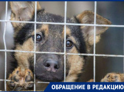 Собакам грозит опасность в Новороссийске 