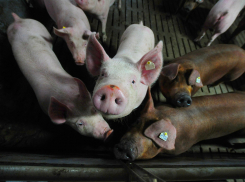  Зараженный бекон: в Краснодарском крае фермеры могут лишиться свиней