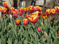 Понедельник порадует новороссийцев хорошей погодой