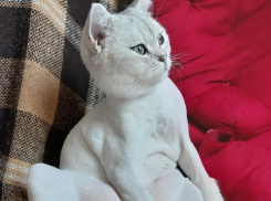 Хозяйка о Кексе: «Должна же у него быть хоть какая-то радость после кастрации»