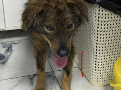 Собака из Новороссийска, ставшая заложником бутылки, оказалась вновь на улице 