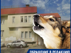 «Это пересмешник дразнит собак»: новороссийцы в ужасе от соседства с «приютом» для животных
