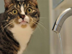 Набирайте баклажки: часть Южного района Новороссийска осталась без воды 