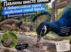 В Новороссийске нашли необычный способ борьбы с вонючими клопами