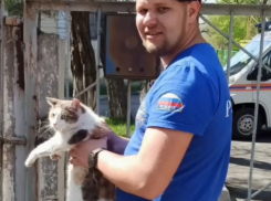 Чуть не заклевали — в Новороссийске кота спасли от птиц