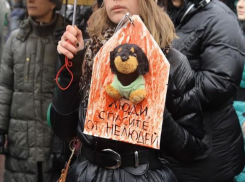 Вернулись ли догхантеры в Новороссийск: горожане находят убитых бездомных собак