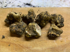 Ученые «откопали» в Краснодарском крае изысканный деликатес - белый и черный трюфели