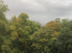 В лесу под Новороссийском хотели построить завод за 22 миллиарда 