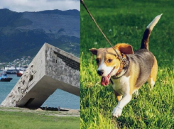 «Малая земля» - не место для выгула собак»: в Новороссийске намерены бороться с «собачниками» у мемориала